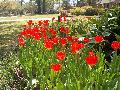 Kingblood Tulip / Tulipa gesneriana 